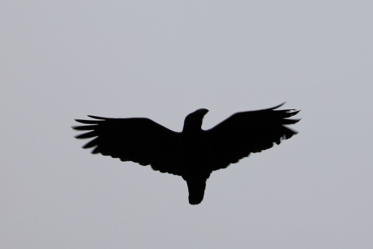 ブーゲンビルガラス - ML620777017