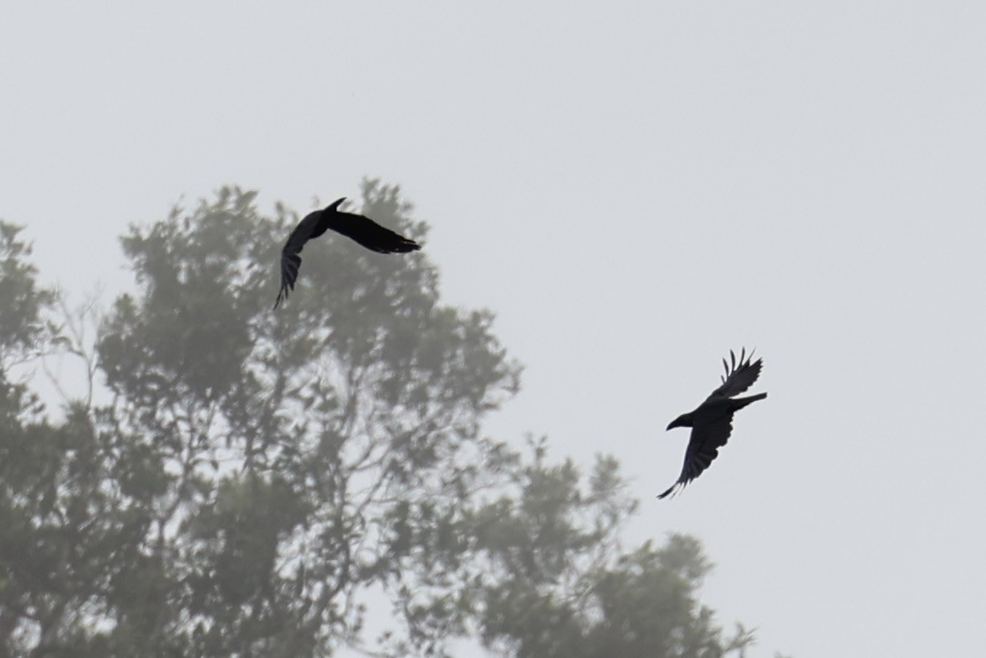 ブーゲンビルガラス - ML620777018