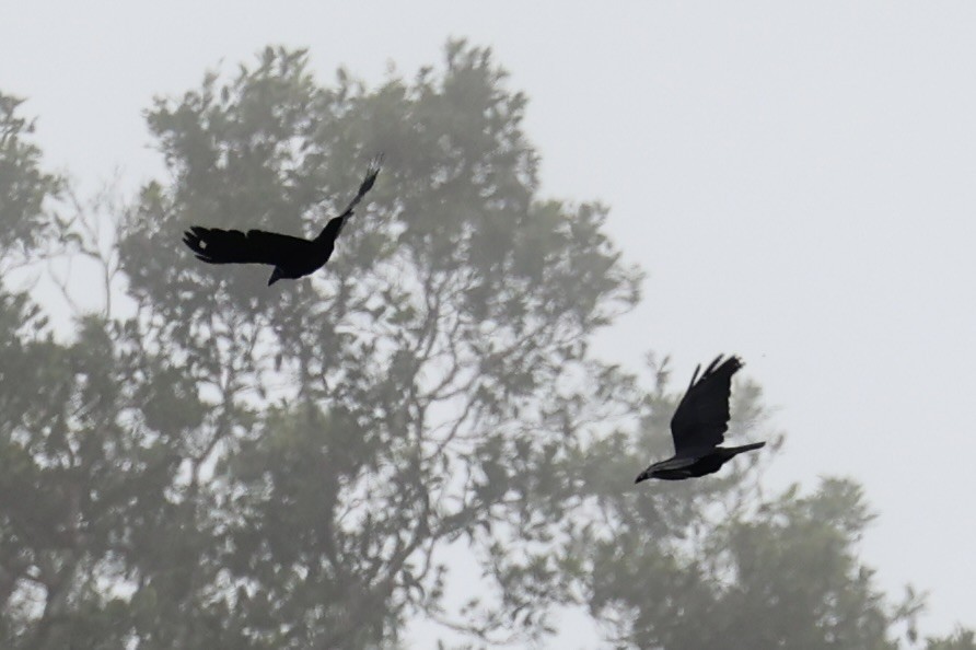 ブーゲンビルガラス - ML620777019