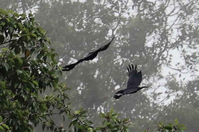 ブーゲンビルガラス - ML620777021