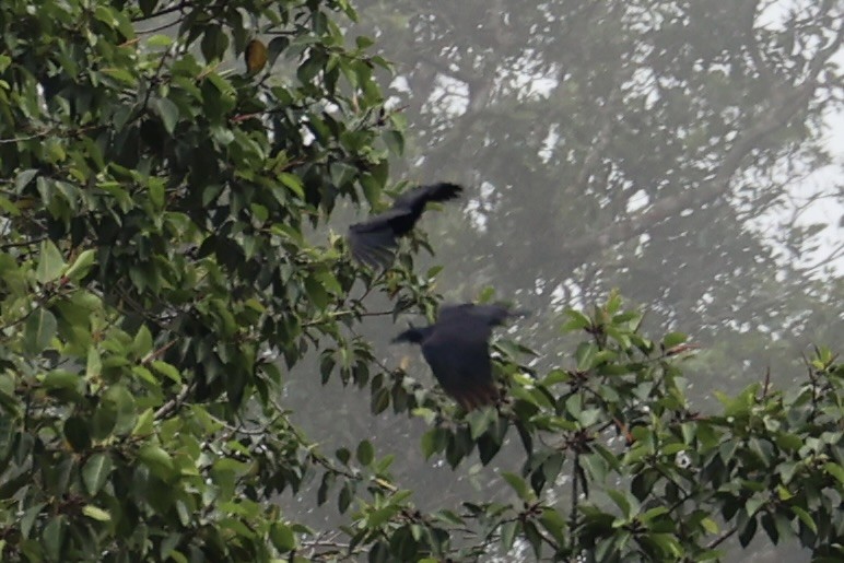 ブーゲンビルガラス - ML620777022