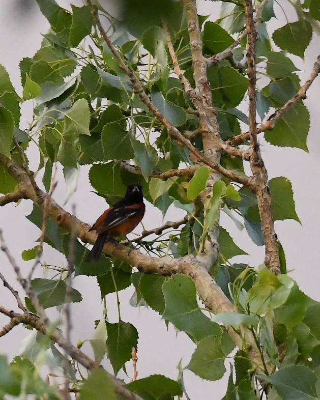 Orchard Oriole - ML620777028