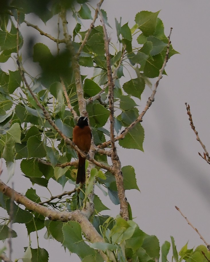 Orchard Oriole - ML620777029