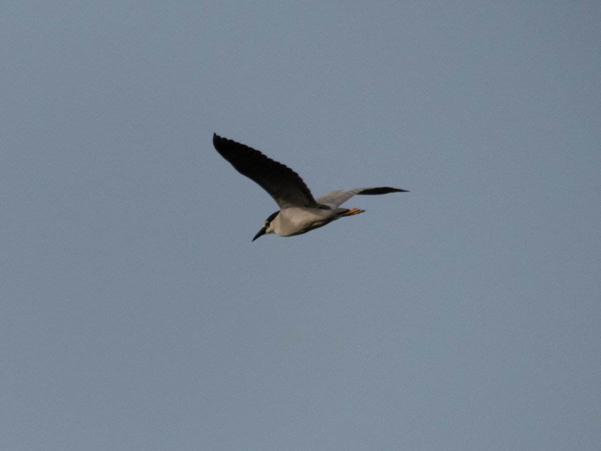 Black-crowned Night Heron - ML620777032