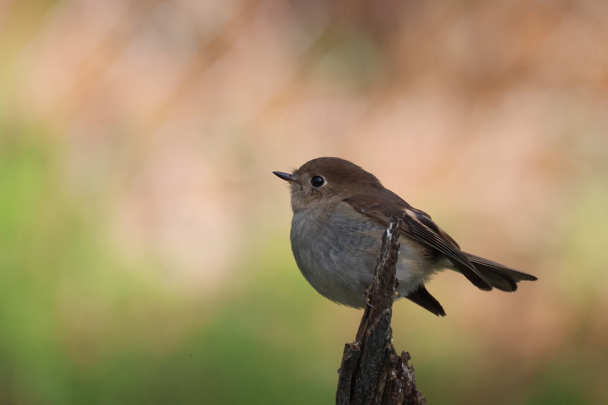 Pink Robin - ML620777040