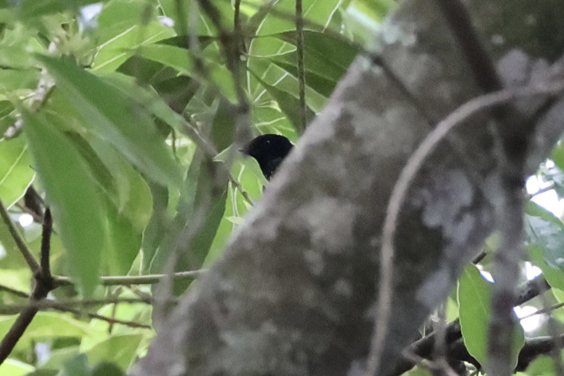 White-winged Fantail - ML620777044