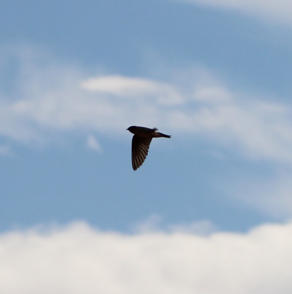 Cliff Swallow - ML620777045