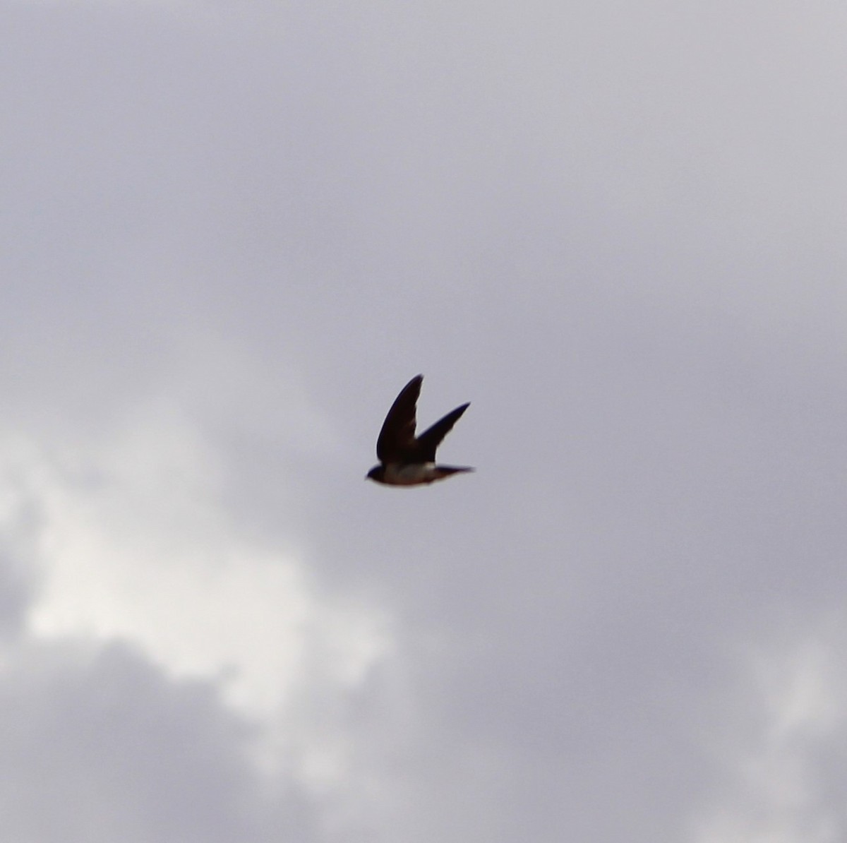 Cliff Swallow - ML620777046