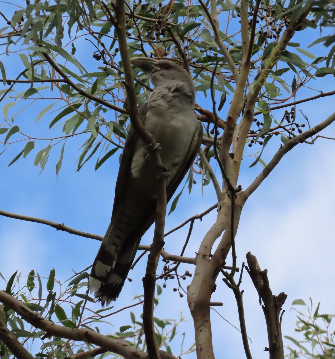 Channel-billed Cuckoo - ML620777056