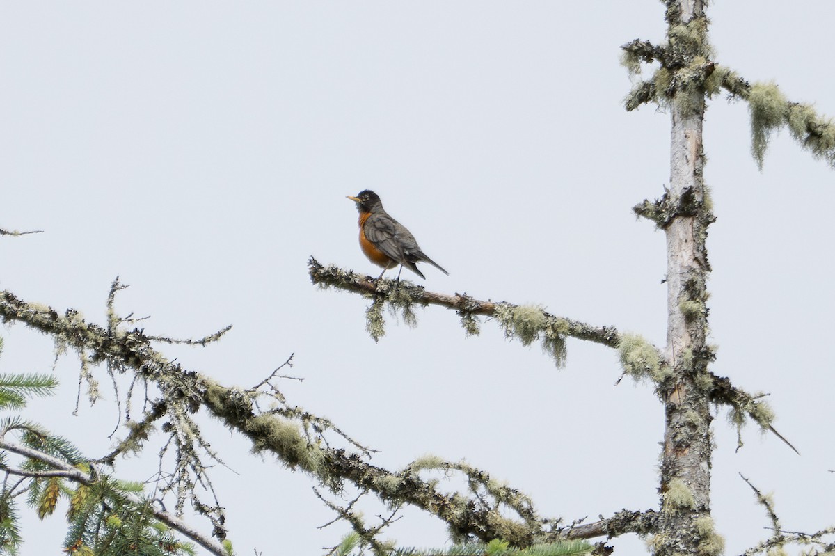 American Robin - ML620777058