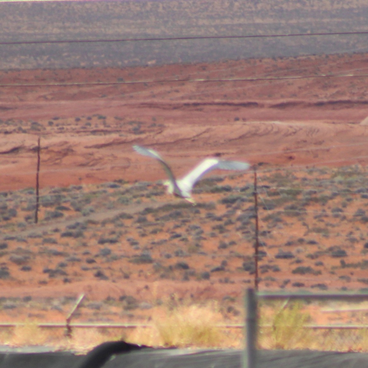 Great Blue Heron - ML620777068