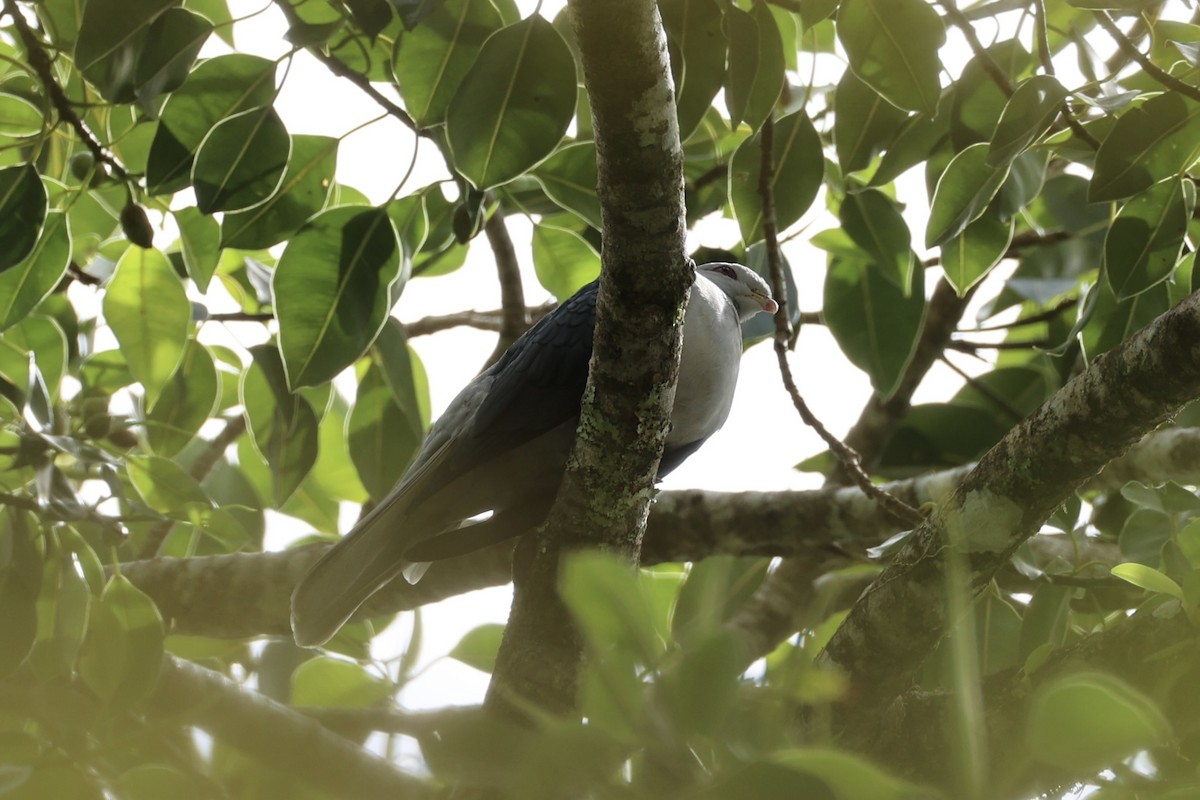 Pale Mountain-Pigeon - ML620777077