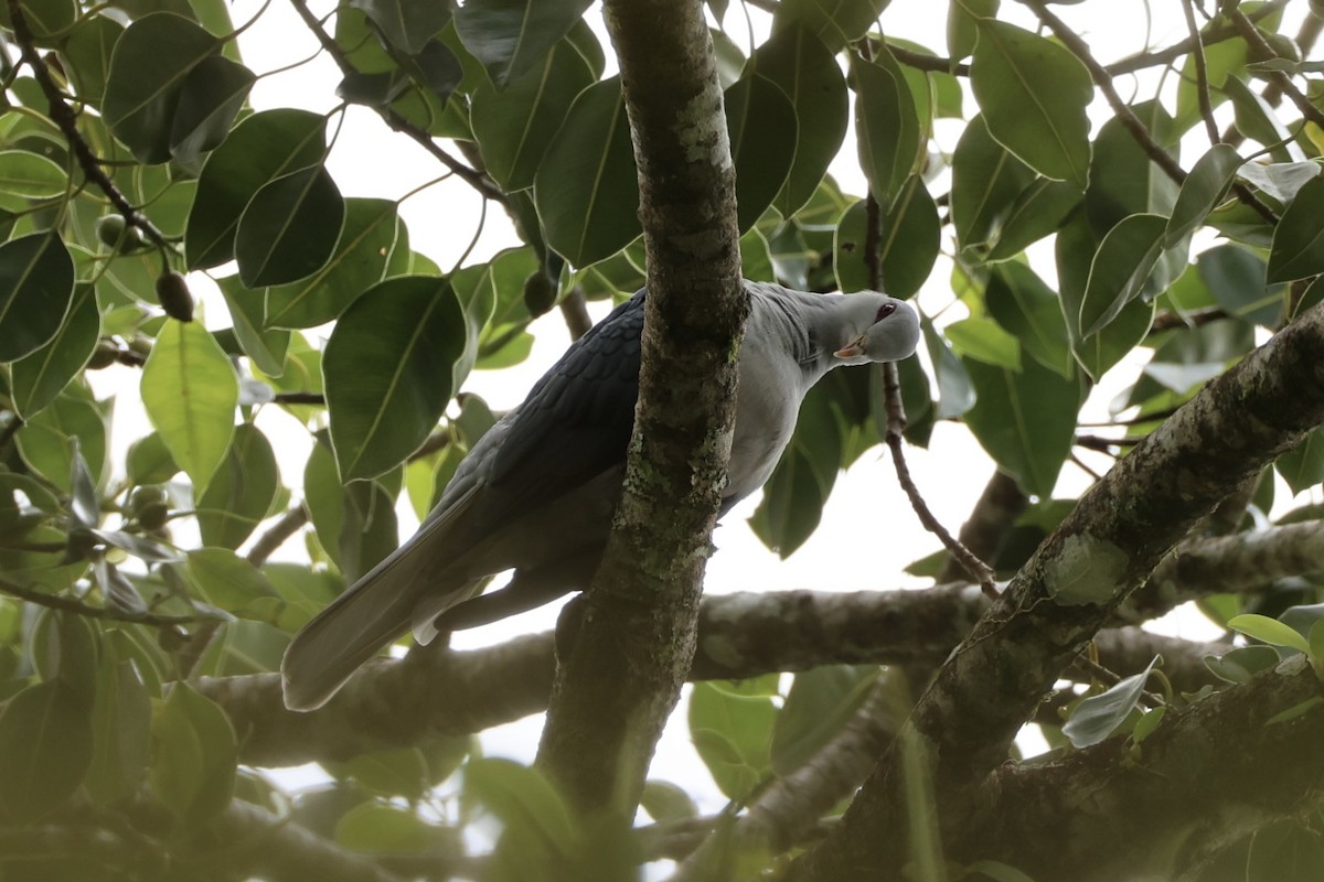 Pale Mountain-Pigeon - Andrew William