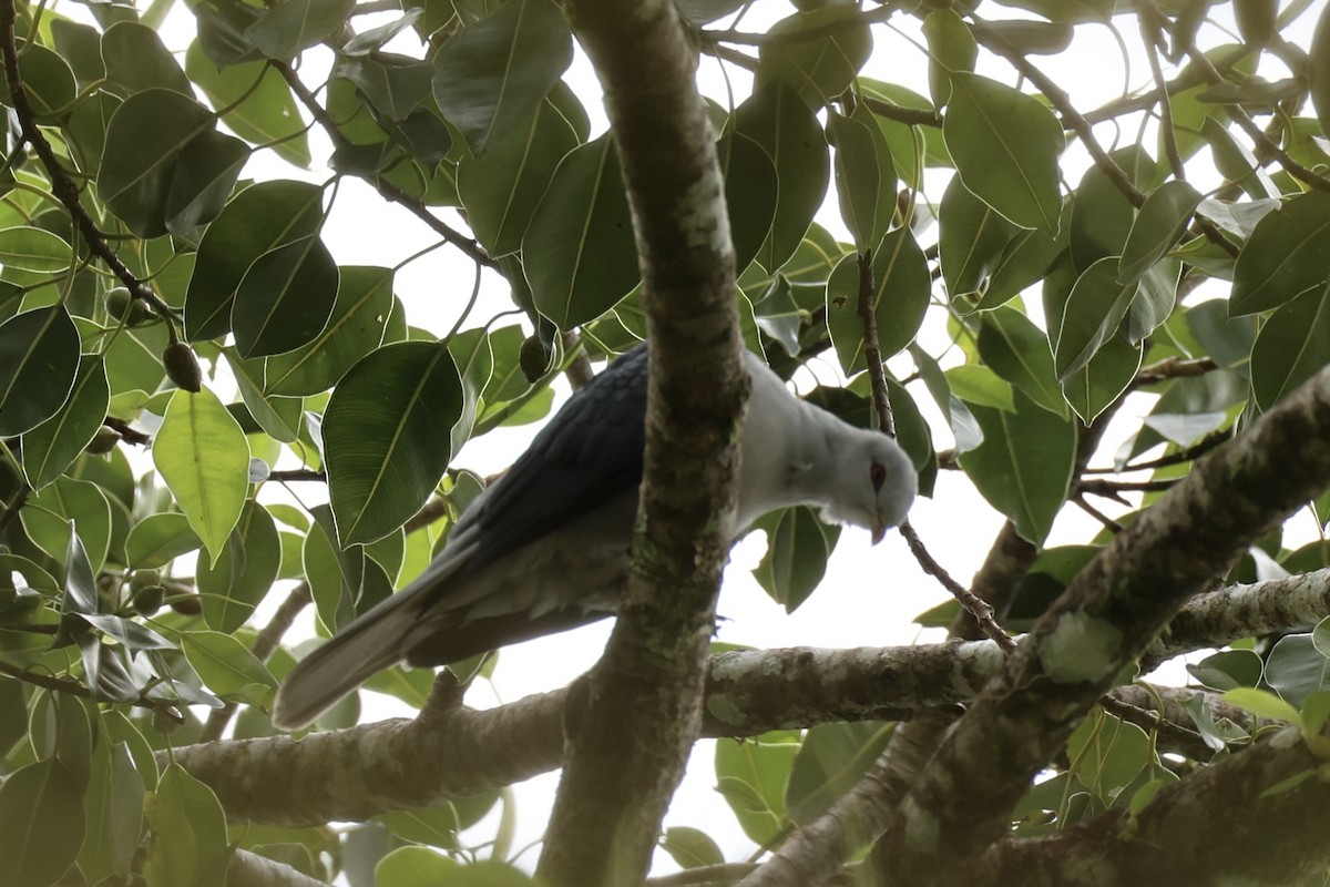 Pale Mountain-Pigeon - ML620777079