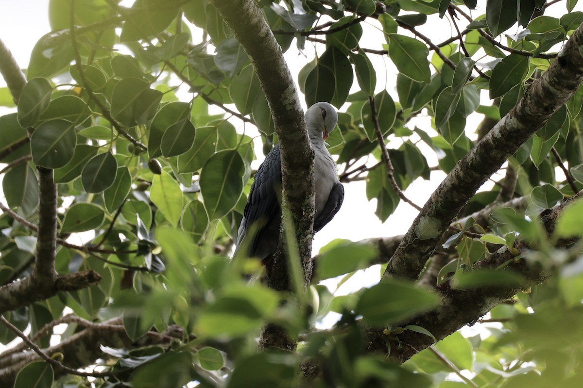 Pale Mountain-Pigeon - ML620777080