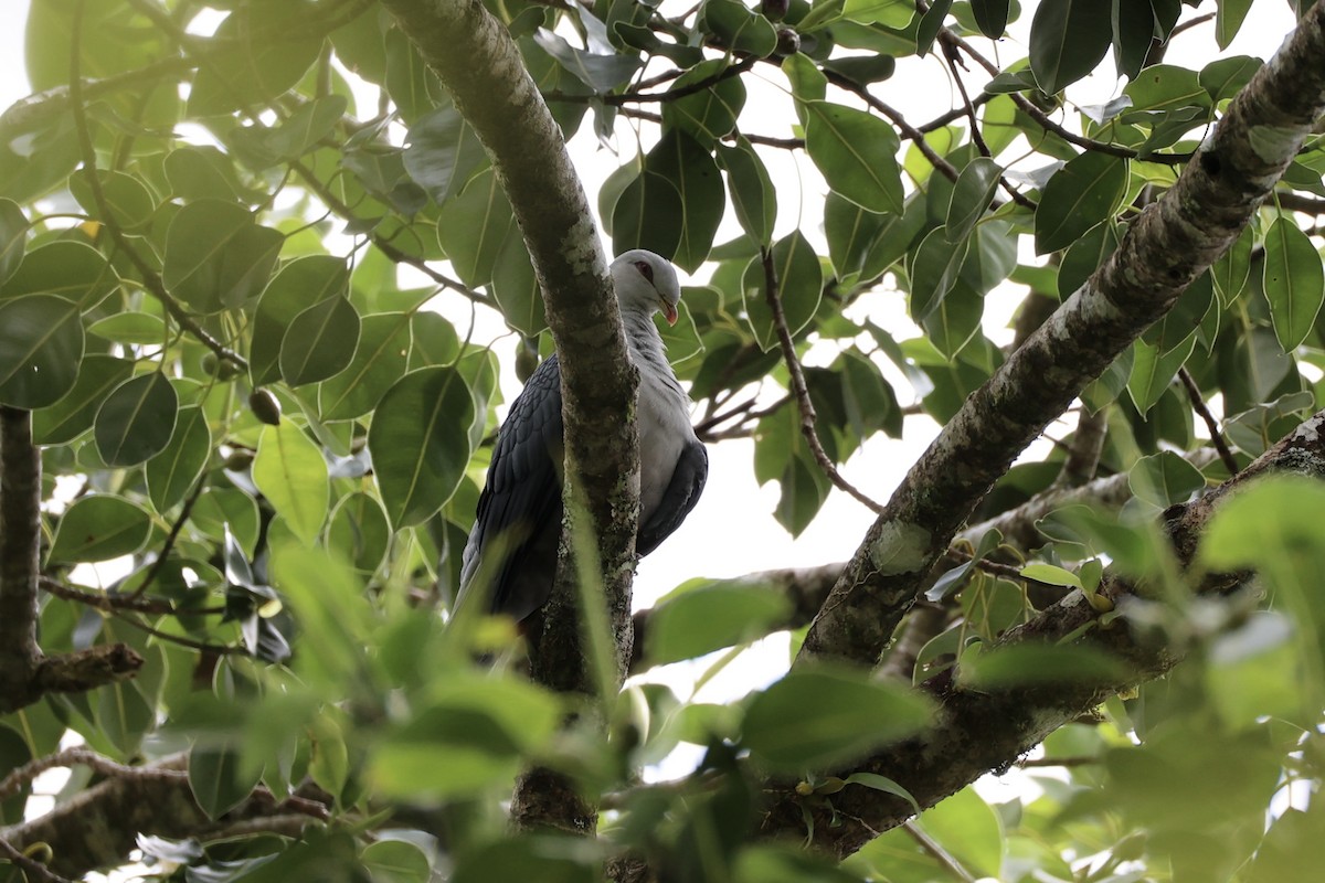 Pale Mountain-Pigeon - ML620777081