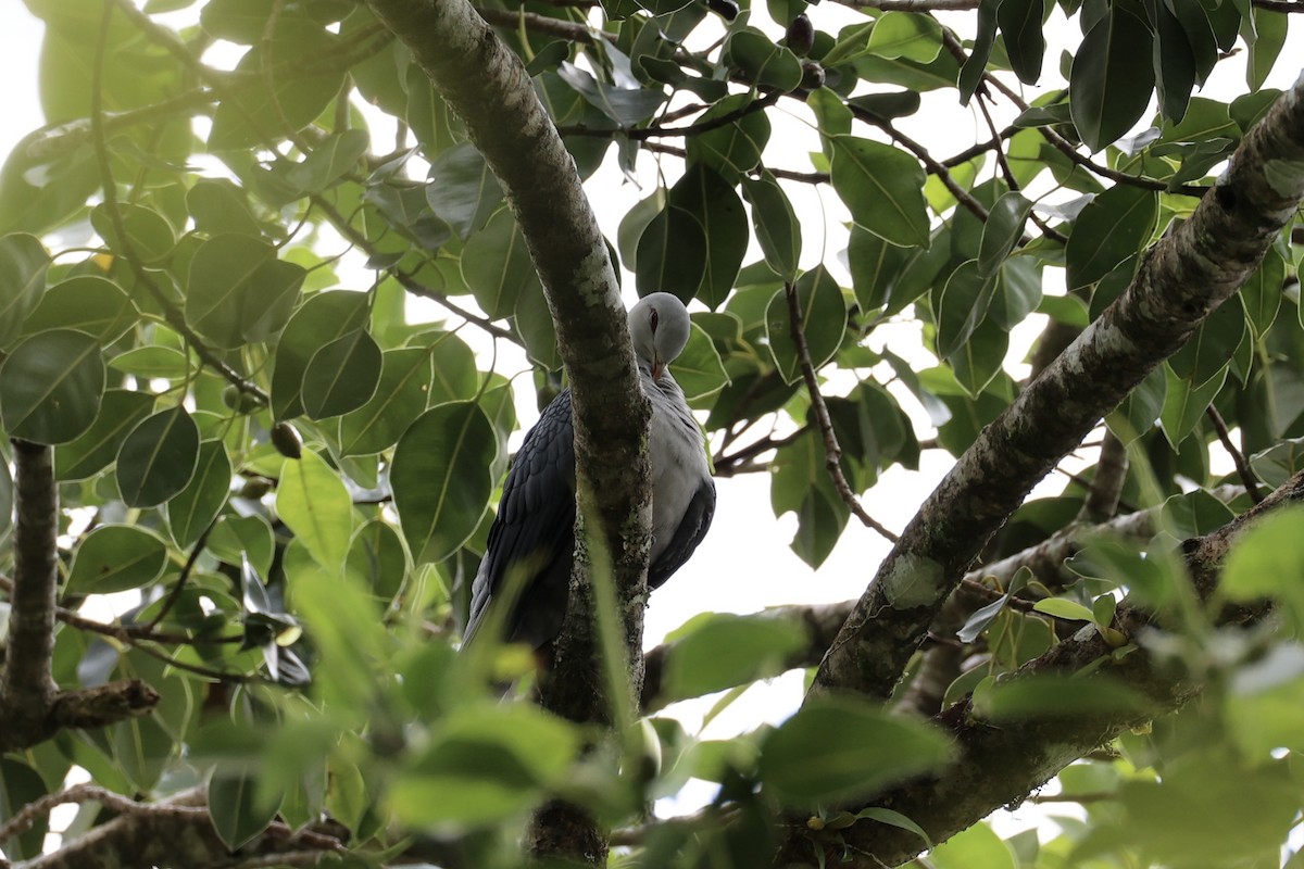 Pale Mountain-Pigeon - ML620777082