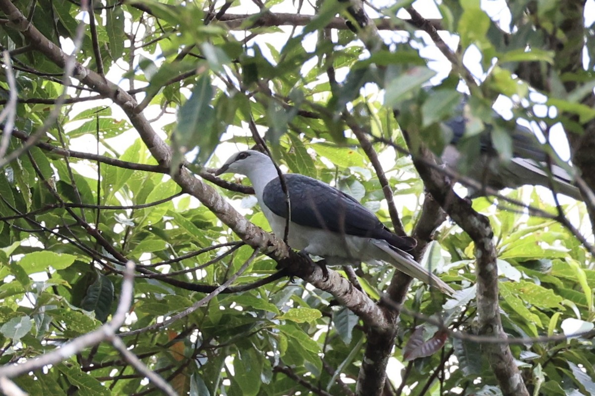 Pale Mountain-Pigeon - ML620777083