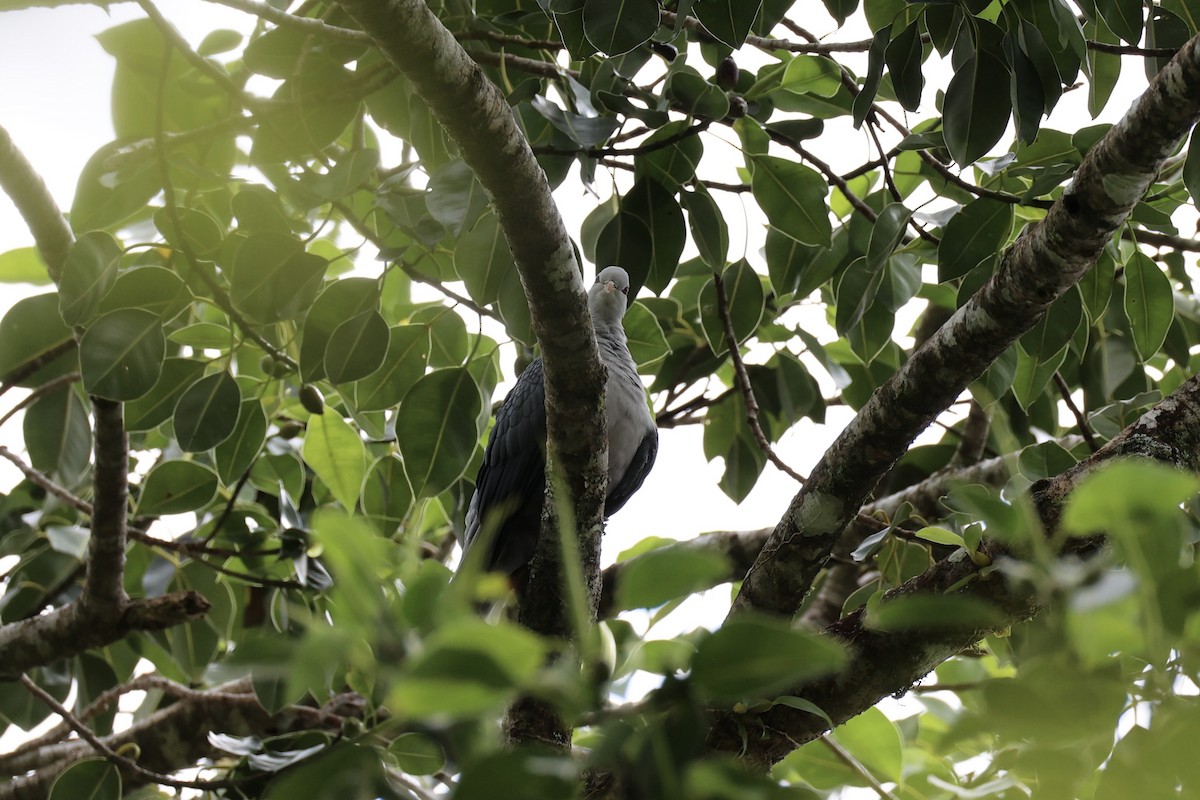 Pale Mountain-Pigeon - ML620777086