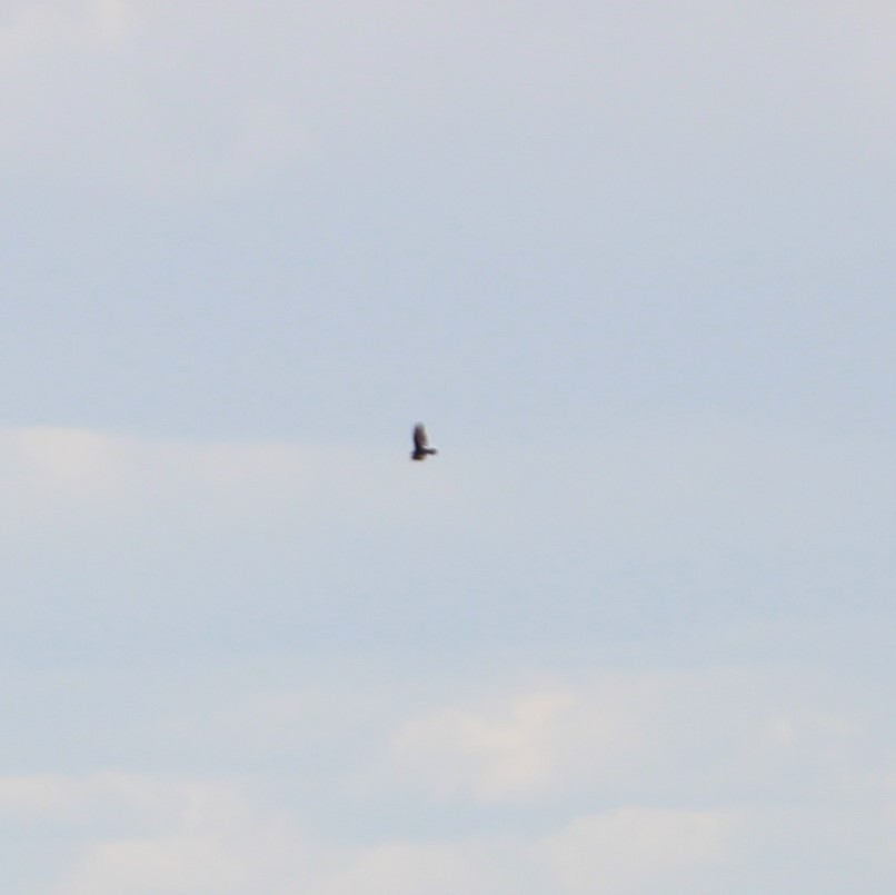 Turkey Vulture - ML620777090