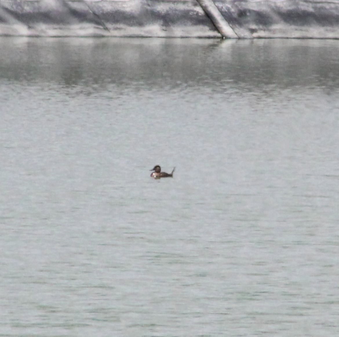 Ruddy Duck - ML620777096