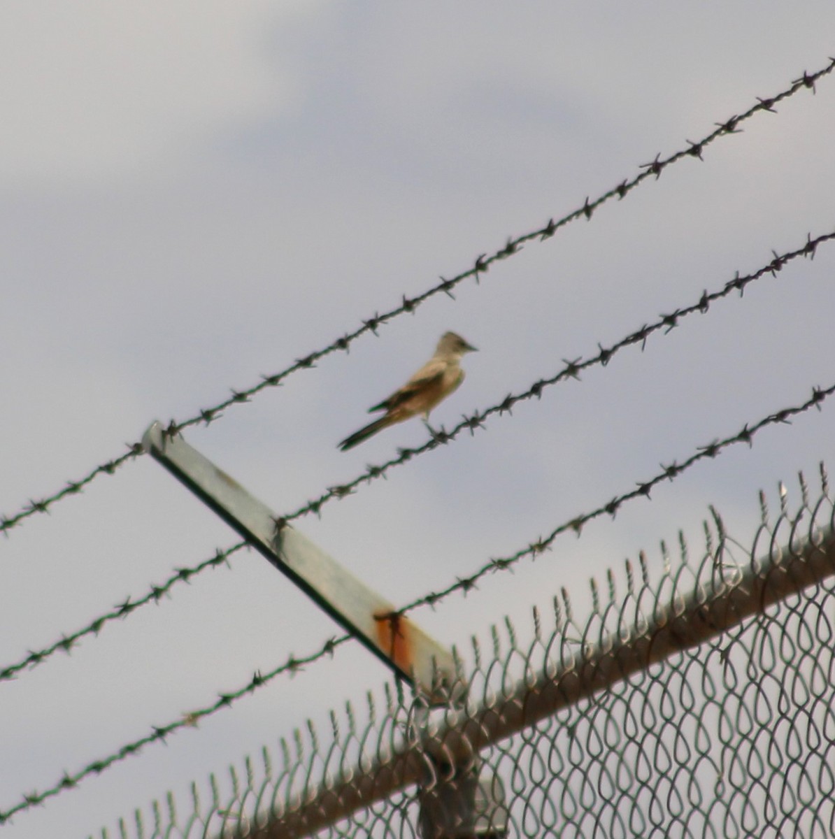 Say's Phoebe - Marsha Painter