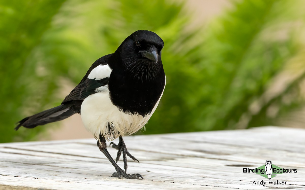 Eurasian Magpie (Eurasian) - ML620777114