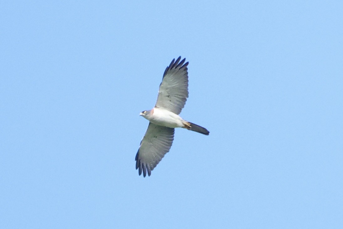 Pied Goshawk - ML620777115