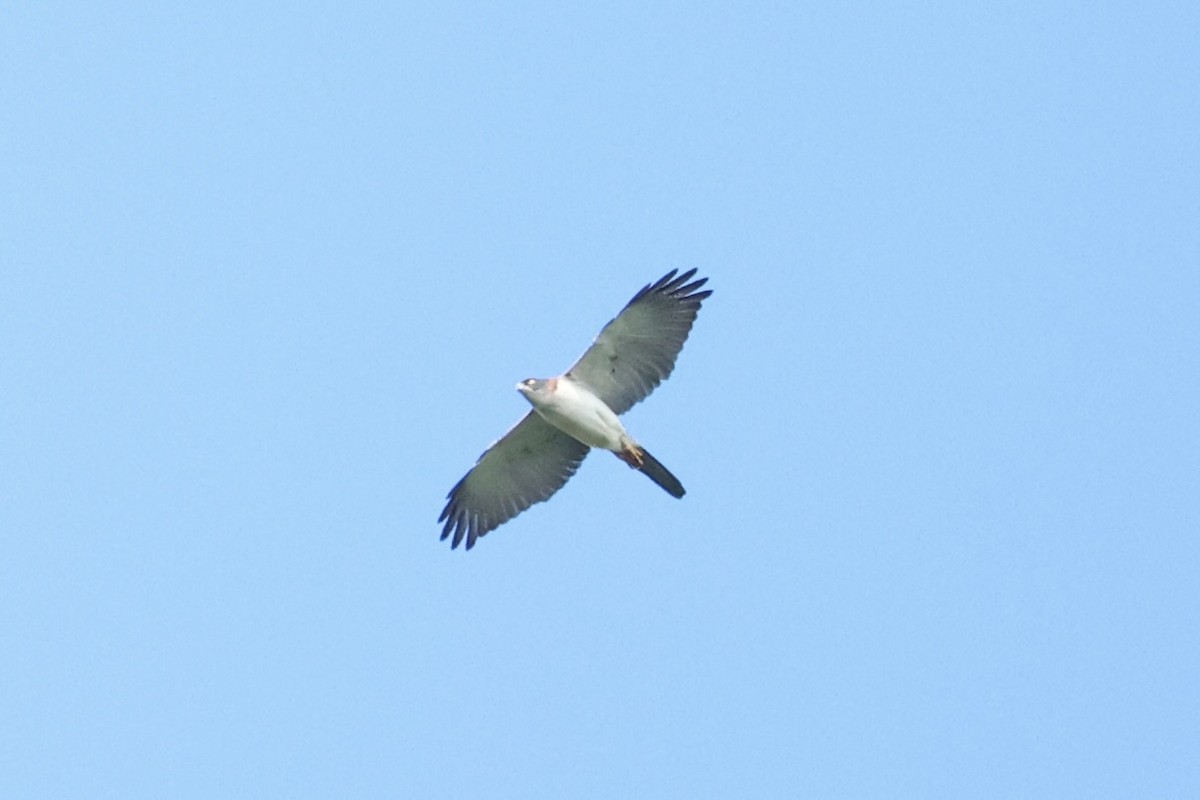 Pied Goshawk - ML620777116