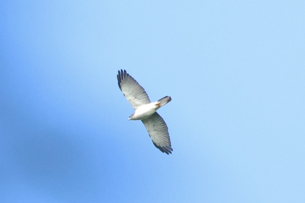 Pied Goshawk - ML620777117