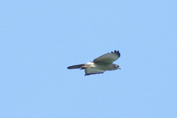 Pied Goshawk - ML620777118