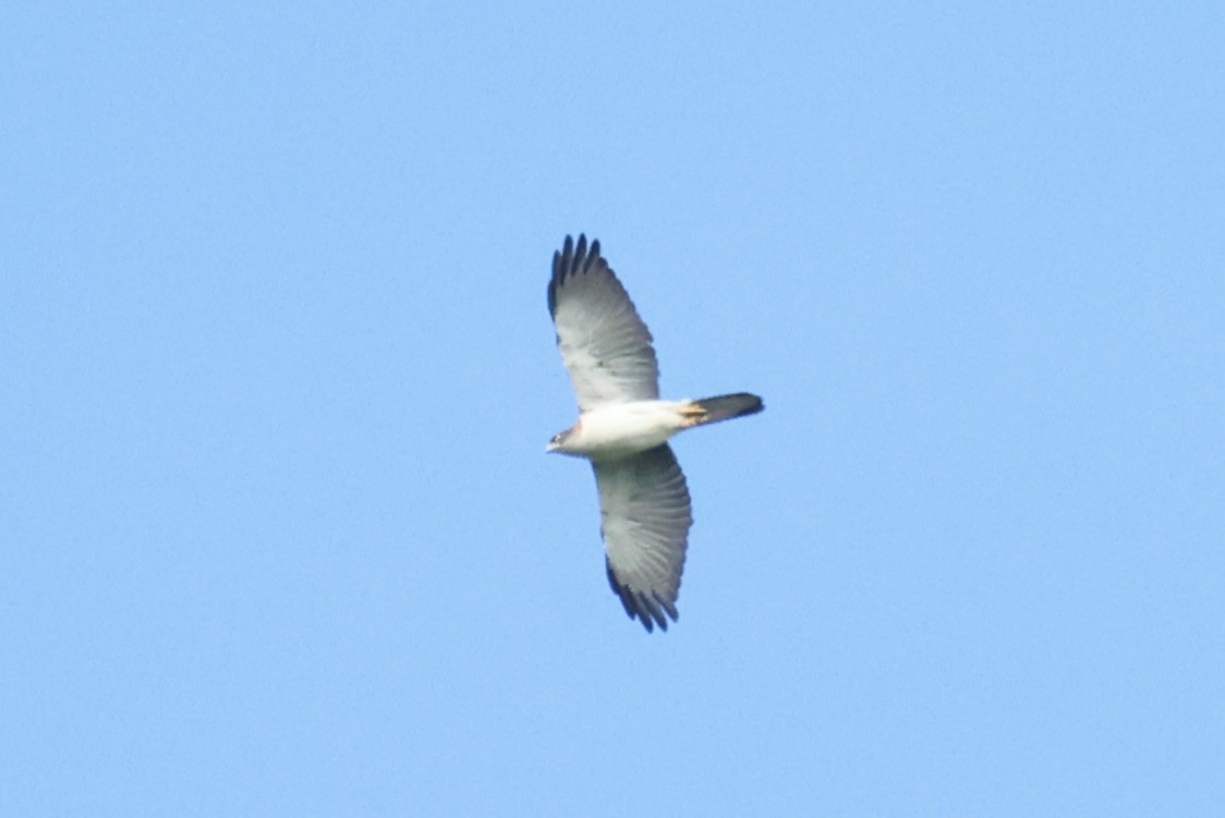 Pied Goshawk - ML620777119