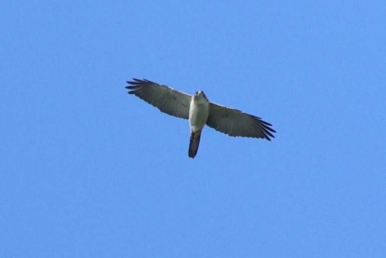 Pied Goshawk - ML620777121