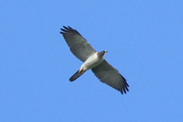 Pied Goshawk - ML620777122