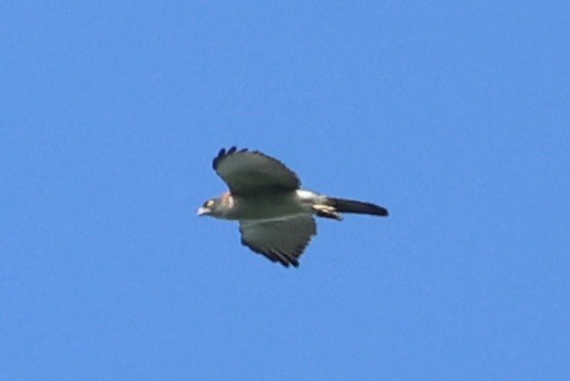 Pied Goshawk - ML620777123