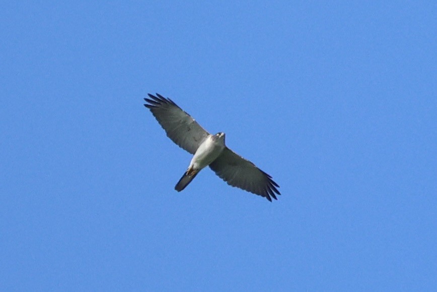 Pied Goshawk - ML620777124