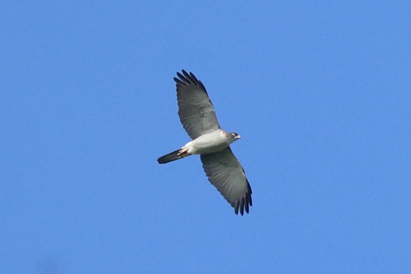 Pied Goshawk - ML620777125