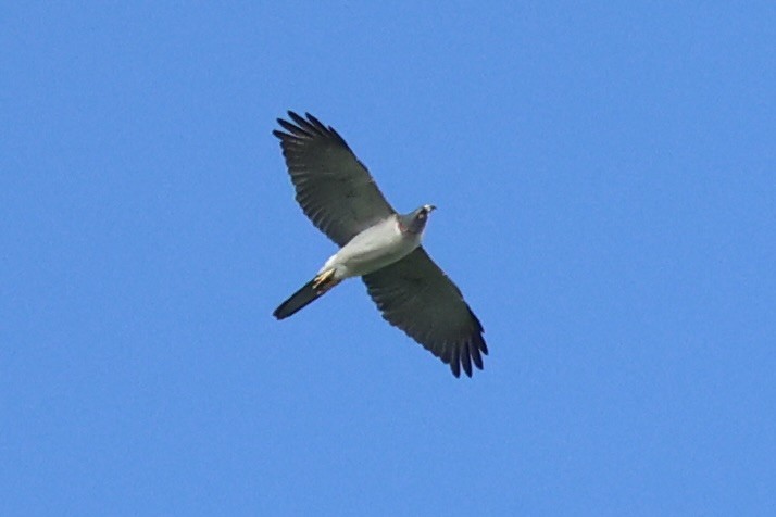 Pied Goshawk - ML620777126