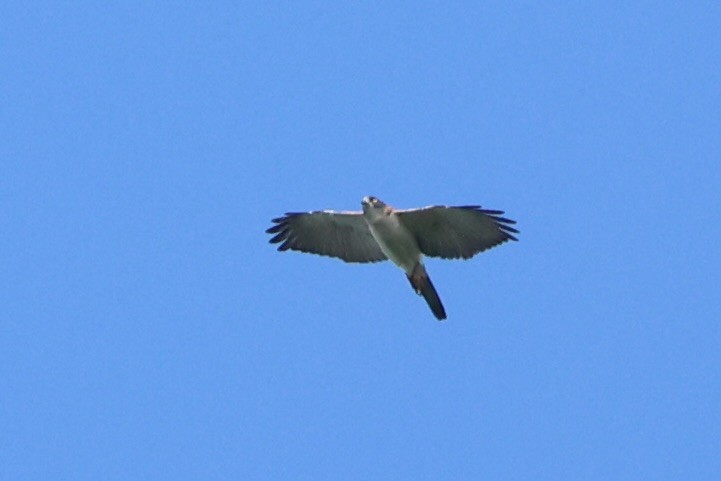 Pied Goshawk - ML620777127