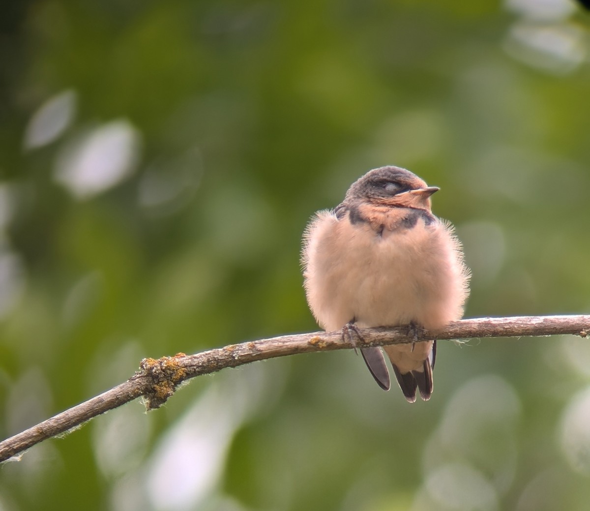 Barn Swallow (American) - Julia Dolan