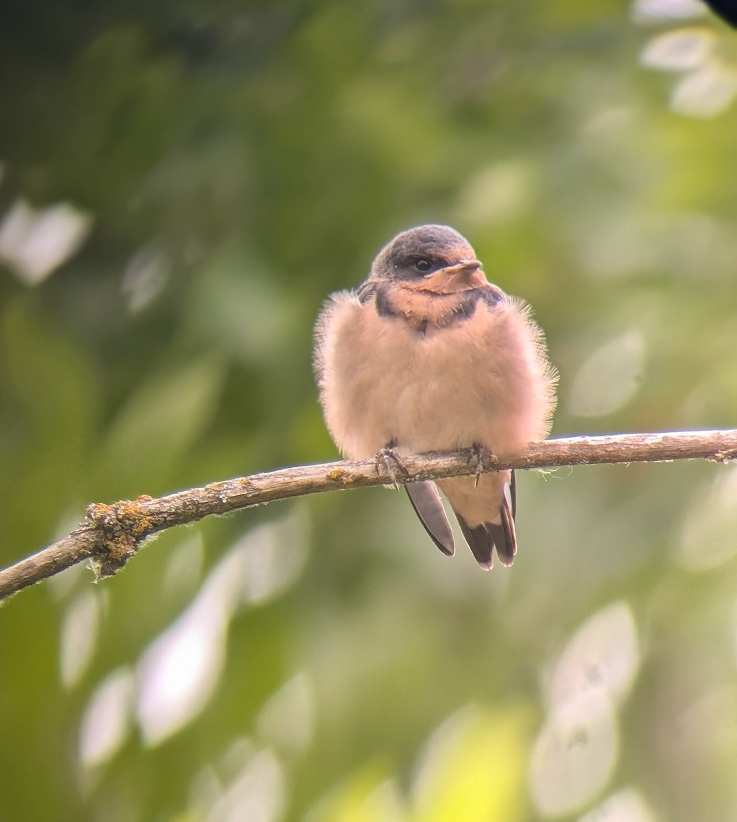 Barn Swallow (American) - ML620777130