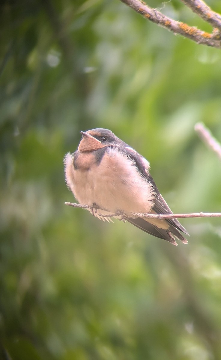 ツバメ（erythrogaster） - ML620777131