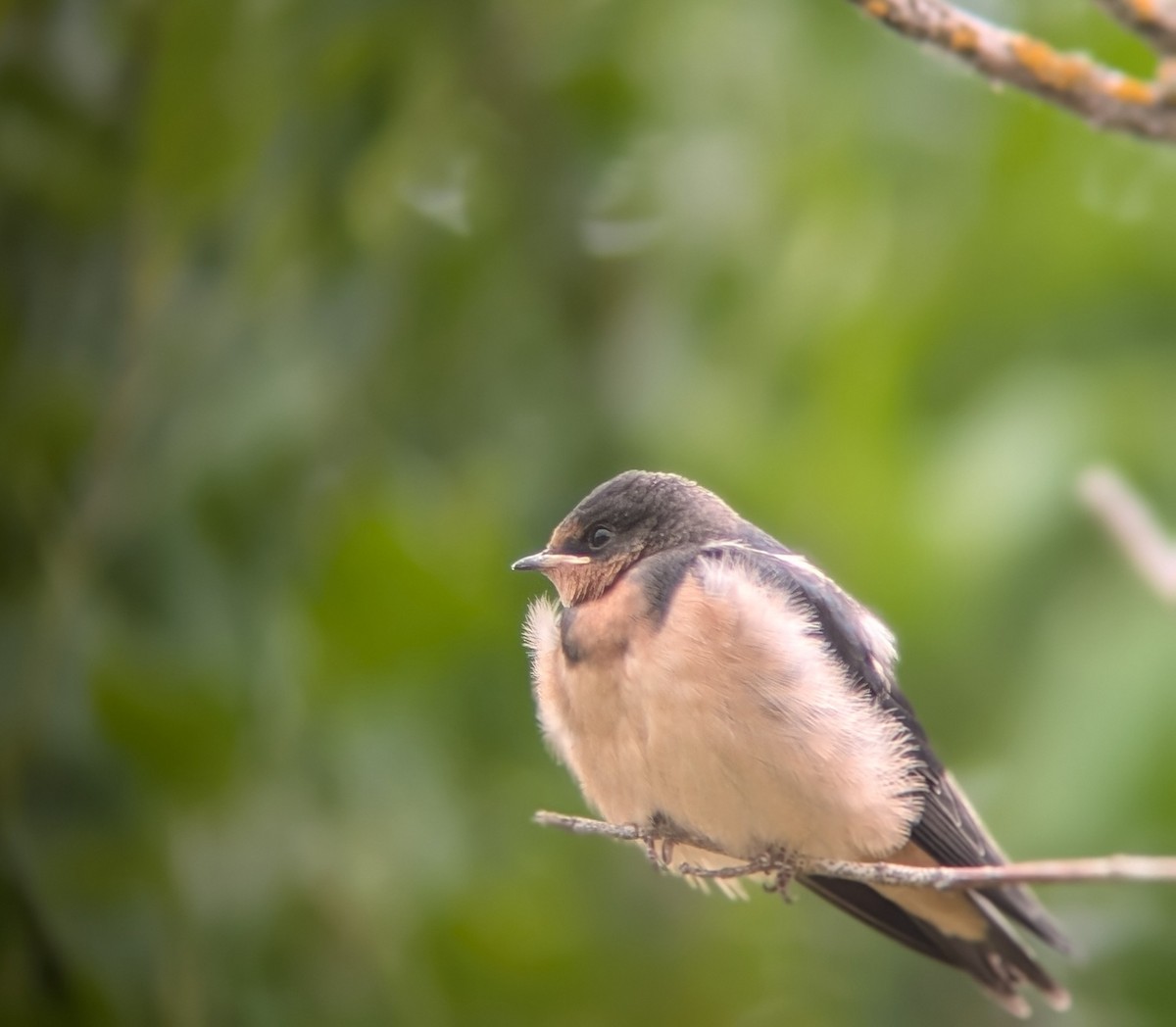 Barn Swallow (American) - ML620777133