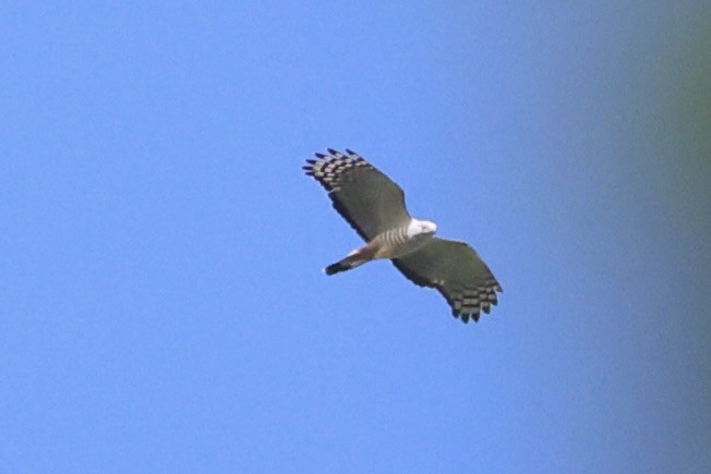 Pacific Baza - ML620777135