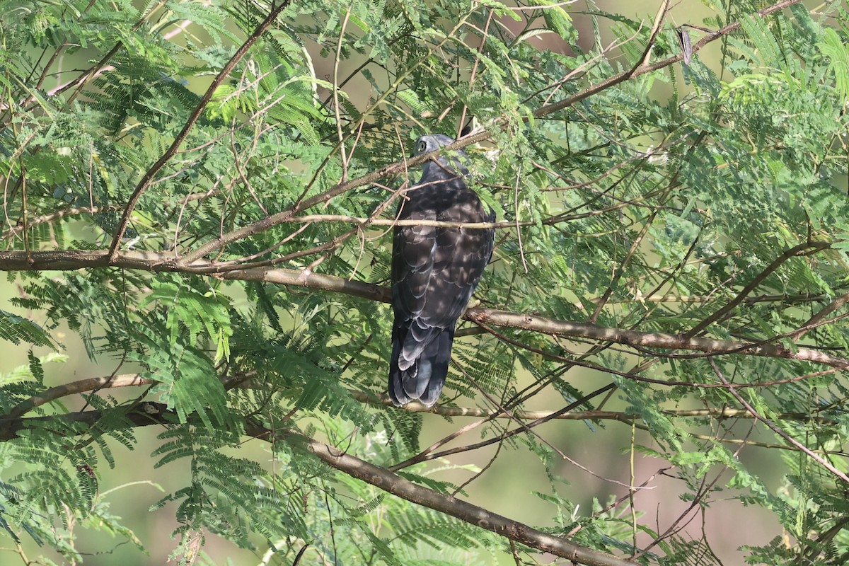 Pacific Baza - Andrew William