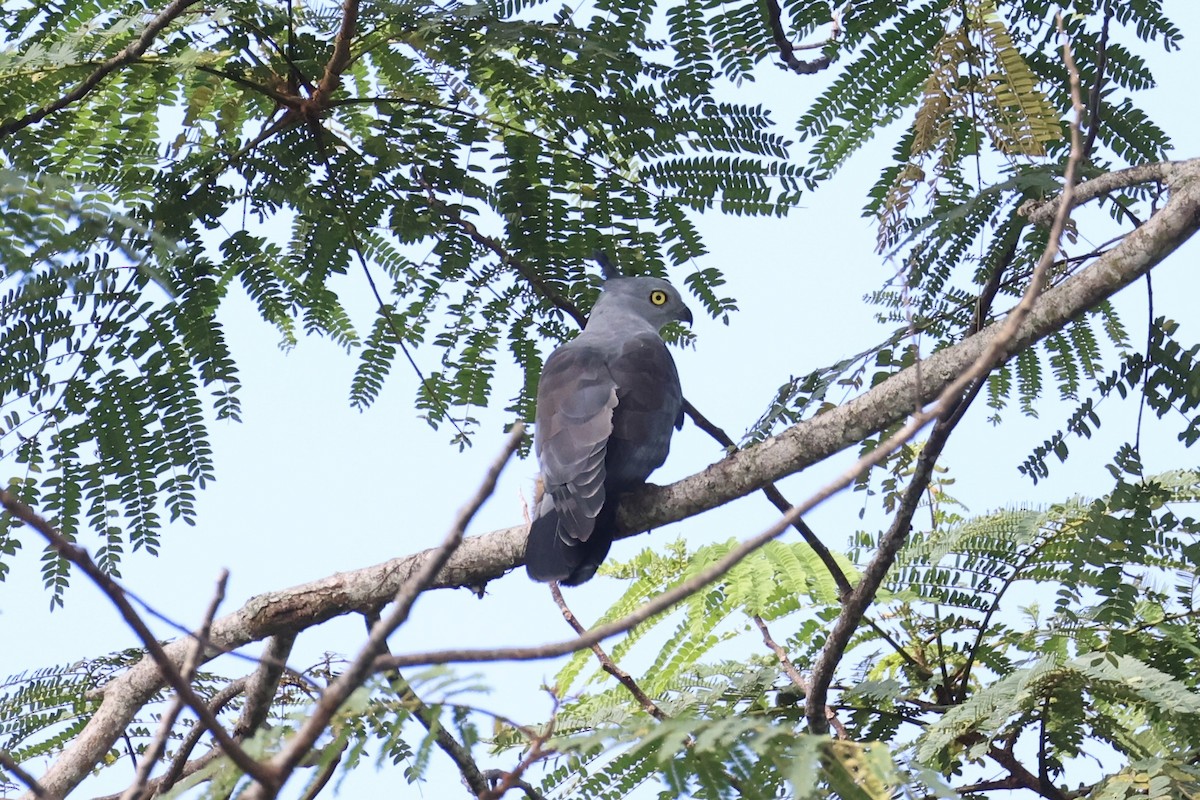 Pacific Baza - Andrew William