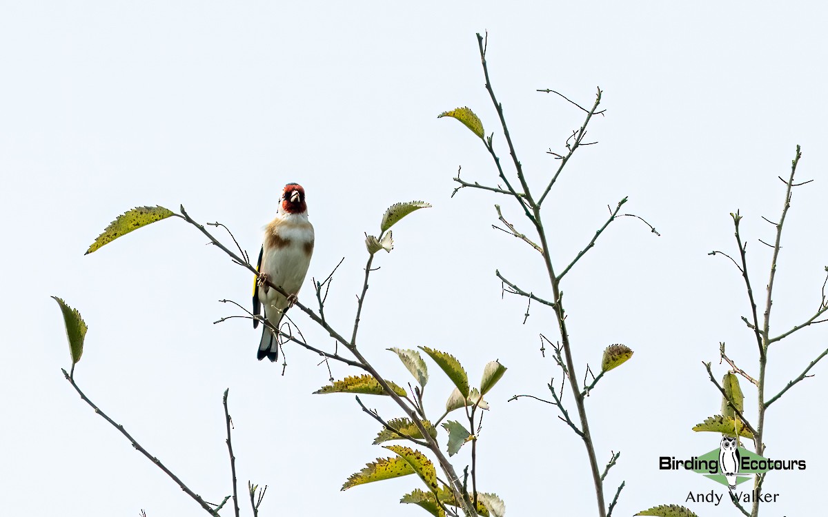 European Goldfinch - ML620777139