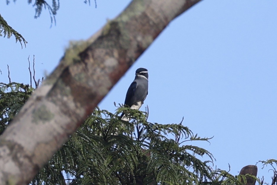 Moustached Treeswift - ML620777144