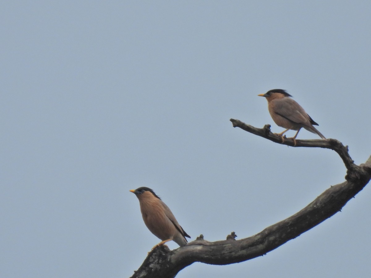 Brahminy Starling - ML620777151