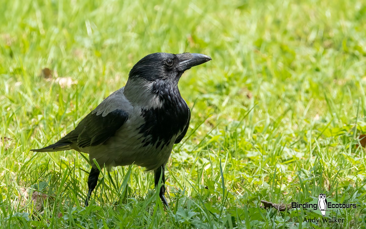 Hooded Crow (Hooded) - ML620777152